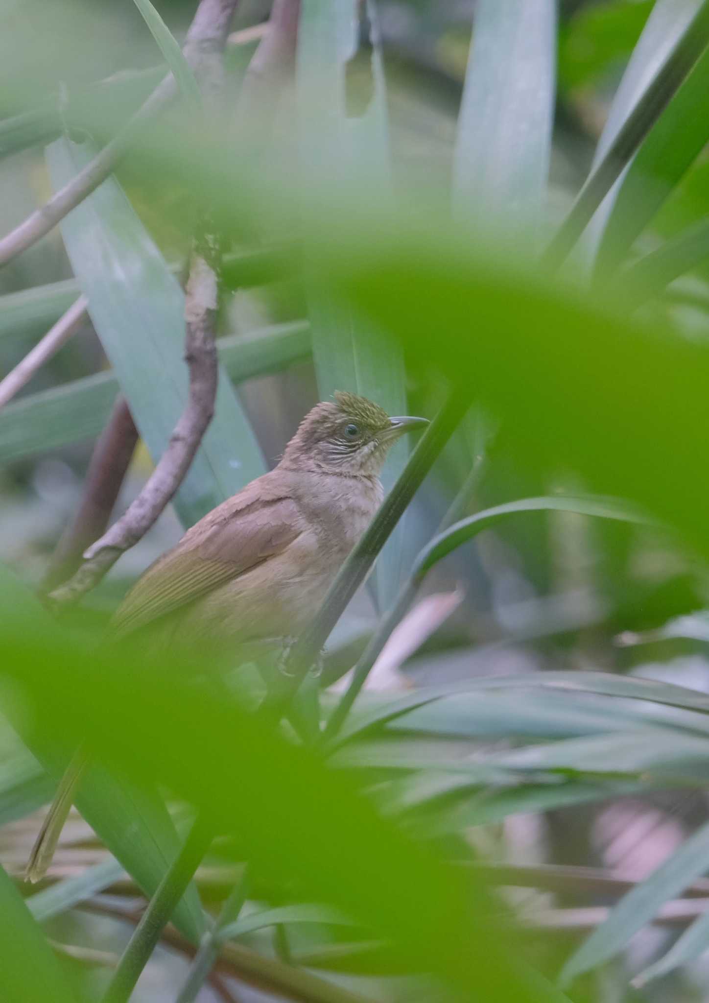 Ayeyarwady Bulbul