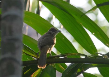 Ayeyarwady Bulbul Wachirabenchathat Park(Suan Rot Fai) Wed, 4/3/2024