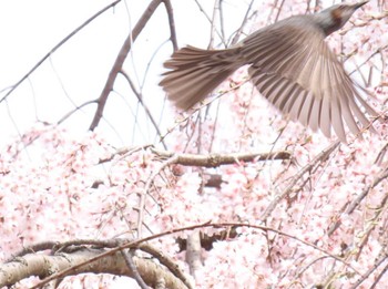 Brown-eared Bulbul 京都市 Sat, 4/6/2024