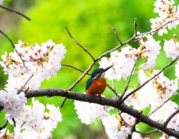 カワセミ 東京都 2024年4月6日(土)