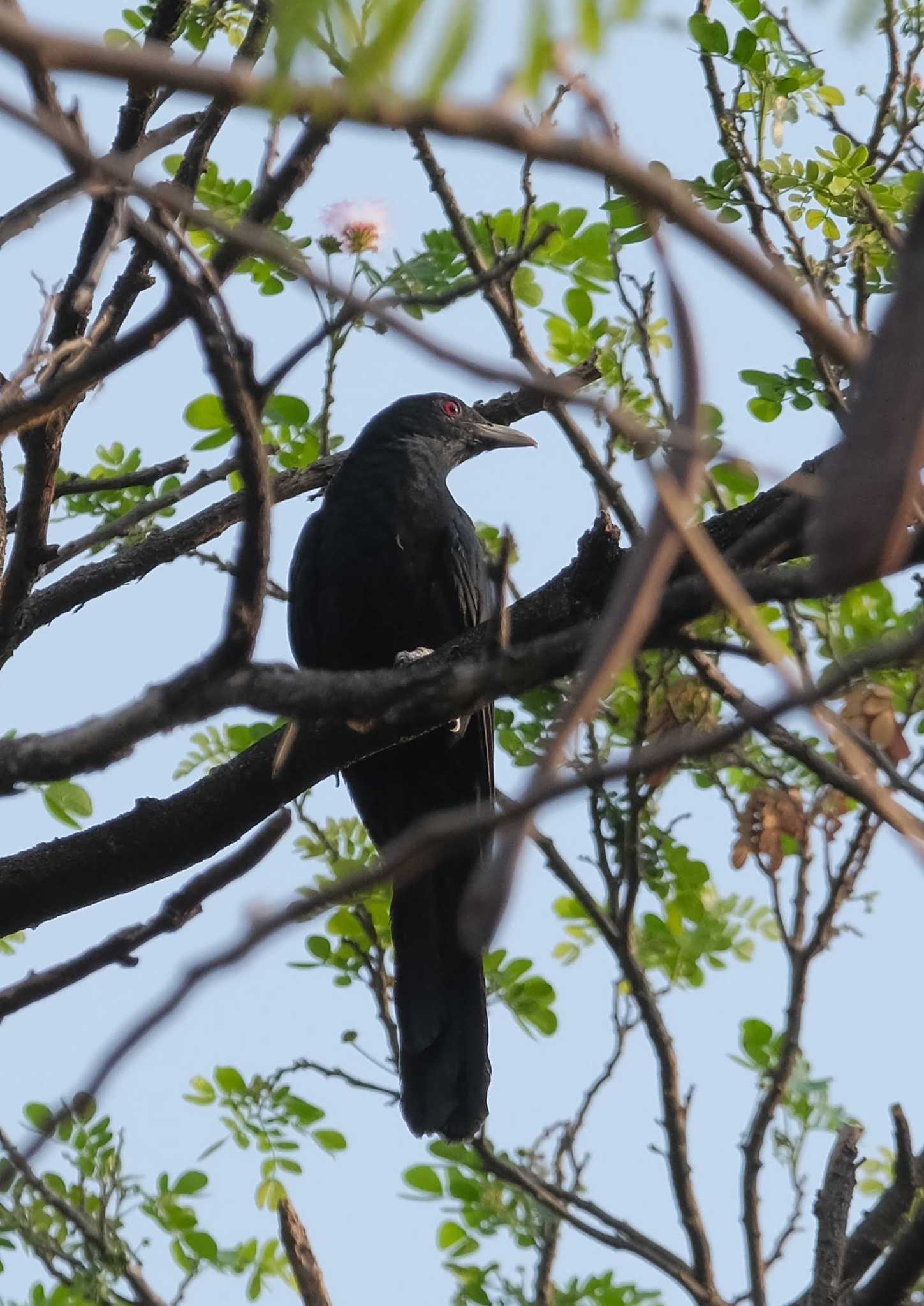 Asian Koel