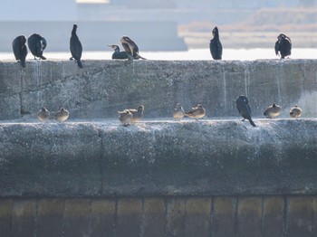 Gadwall 旧波崎漁港 Sat, 3/16/2024