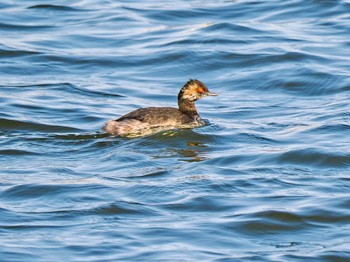 Black-necked Grebe 旧波崎漁港 Sat, 3/16/2024