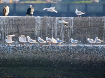 Sat, 3/16/2024 Birding report at 旧波崎漁港