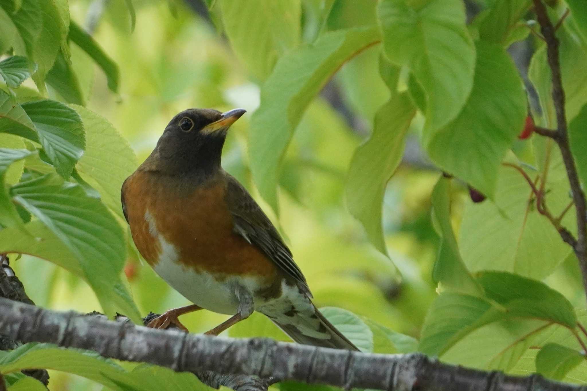 Brown-headed Thrush