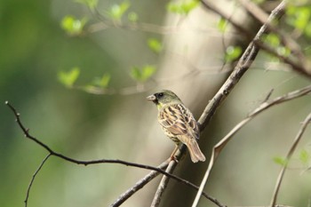 Masked Bunting Akigase Park Tue, 4/2/2024