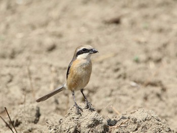 Bull-headed Shrike Akigase Park Tue, 4/2/2024