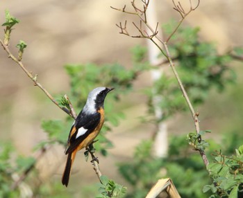 Daurian Redstart Akigase Park Tue, 4/2/2024