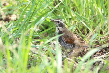 Dusky Thrush Akigase Park Tue, 4/2/2024