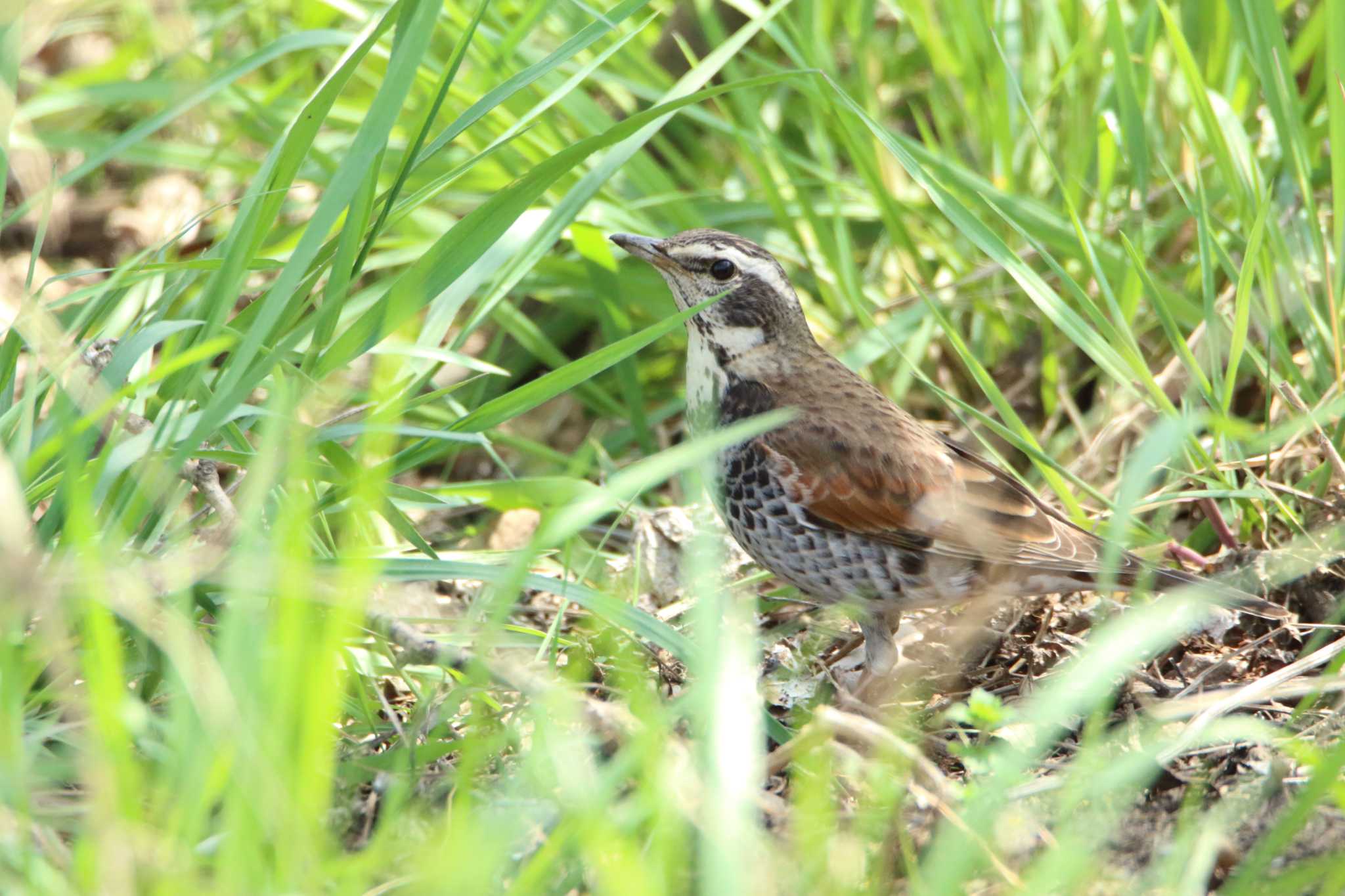 Photo of Dusky Thrush at Akigase Park by tokky