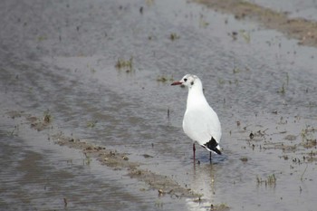 ユリカモメ 五主海岸 2024年3月30日(土)