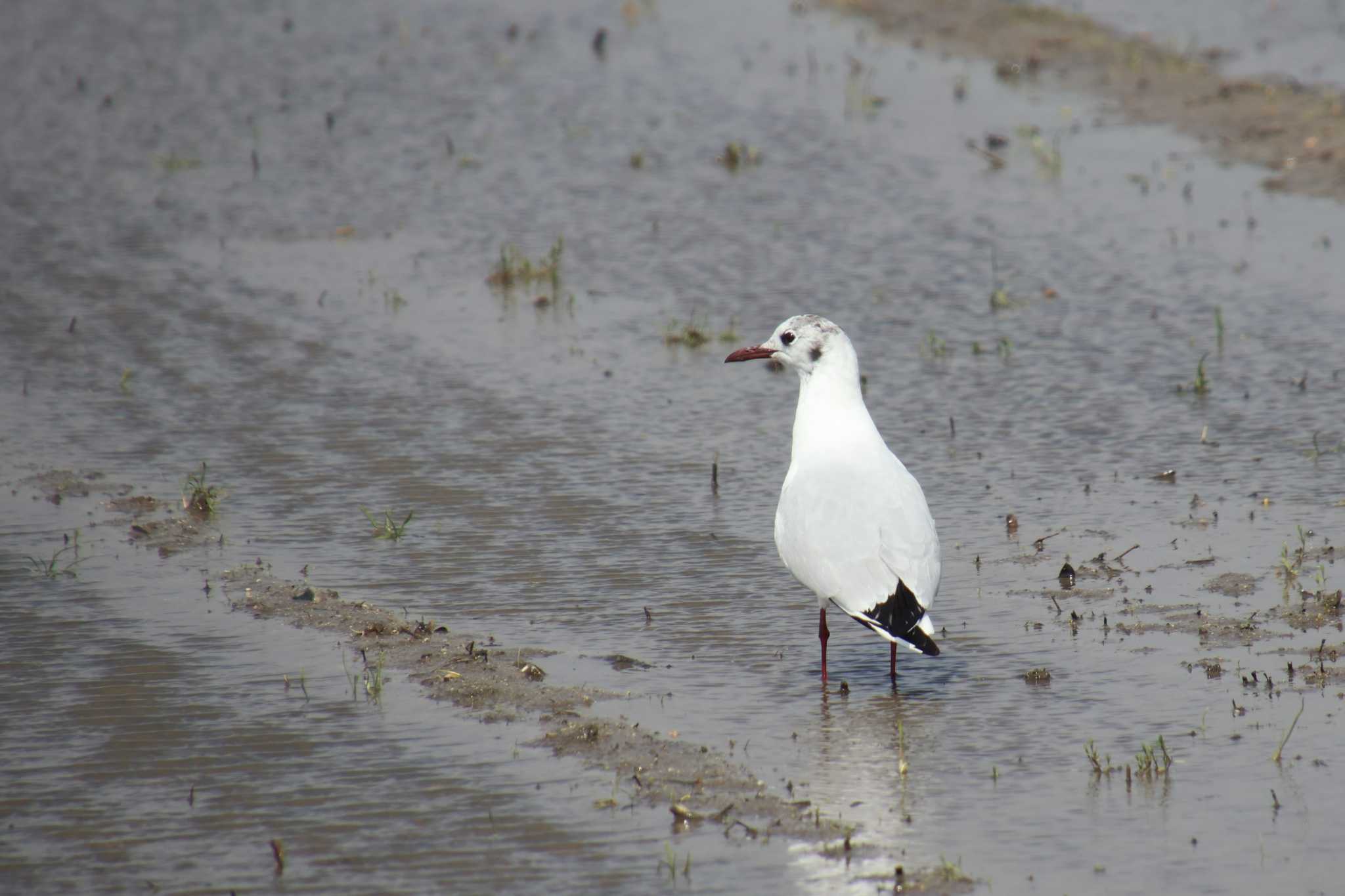 Photo of Black-headed Gull at Gonushi Coast by サンダーバード