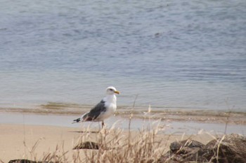 Slaty-backed Gull Gonushi Coast Sat, 3/30/2024