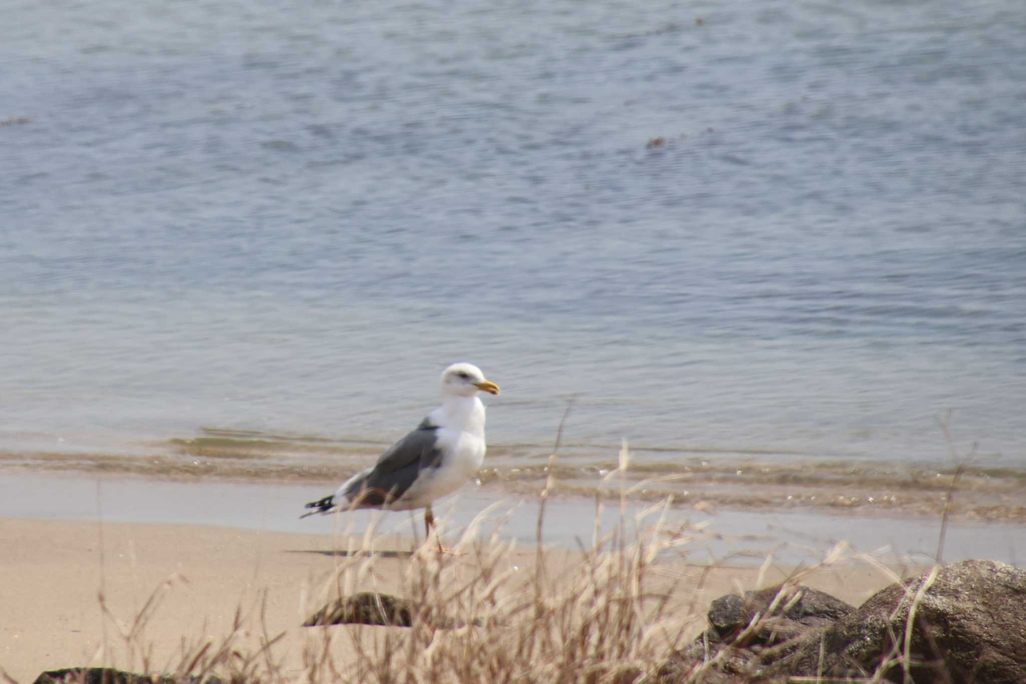 Photo of Slaty-backed Gull at Gonushi Coast by サンダーバード