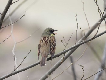 Masked Bunting 淀川河川公園 Sun, 3/31/2024