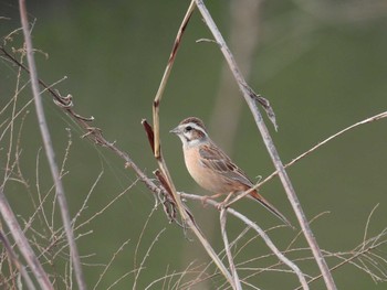 Meadow Bunting 淀川河川敷 Sat, 3/30/2024