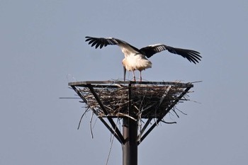 Oriental Stork Watarase Yusuichi (Wetland) Mon, 4/1/2024