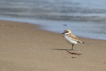 Kentish Plover 北海道 函館市 湯の川 Sat, 4/6/2024