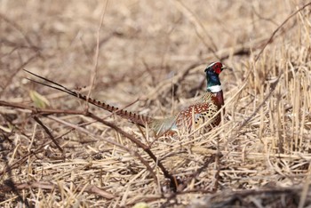 Common Pheasant 北海道　函館市　函館空港 Sat, 4/6/2024