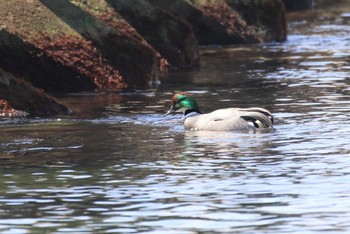 Falcated Duck 北海道 函館市 志海苔 Sat, 4/6/2024