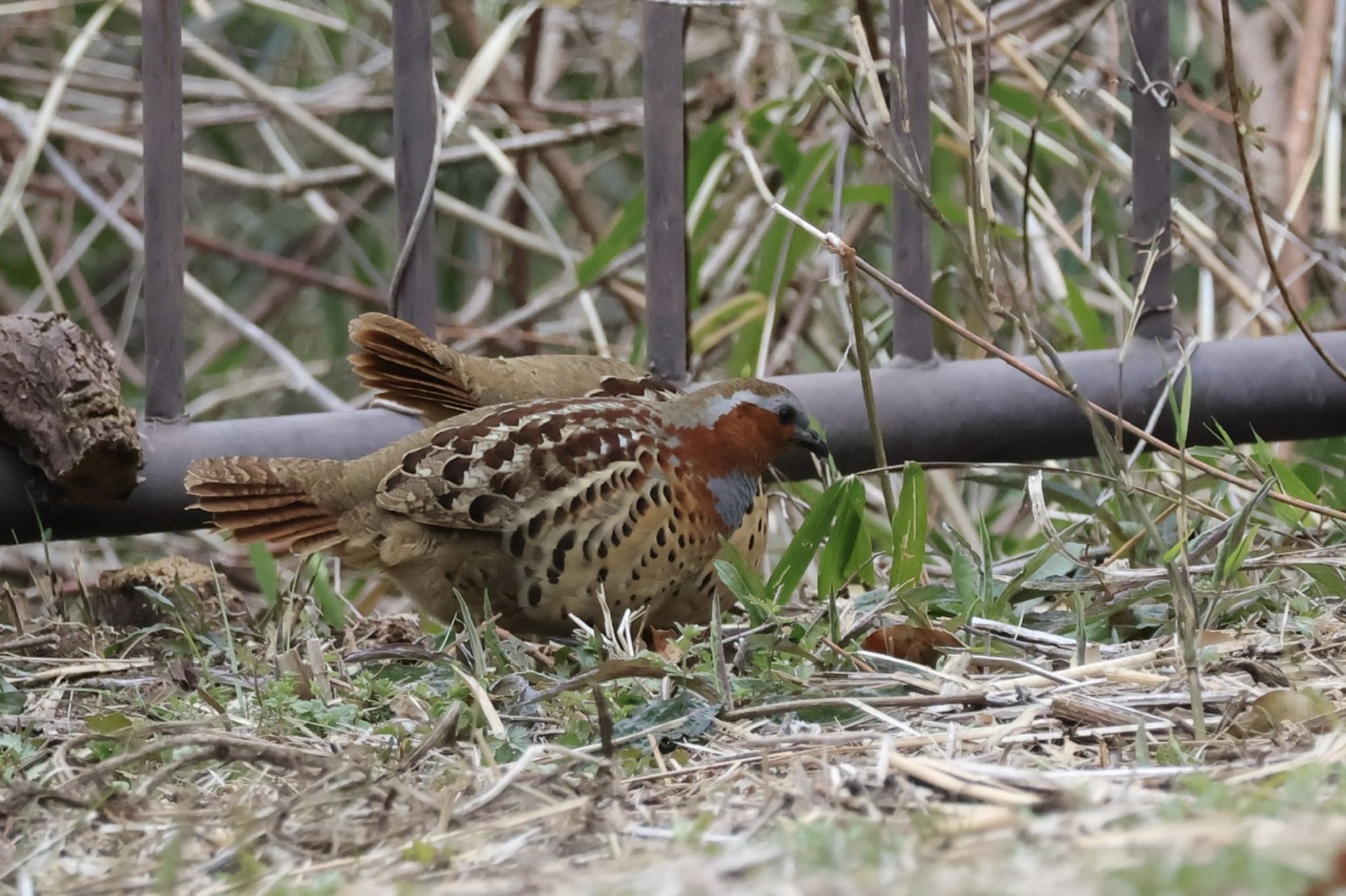 Chinese Bamboo Partridge