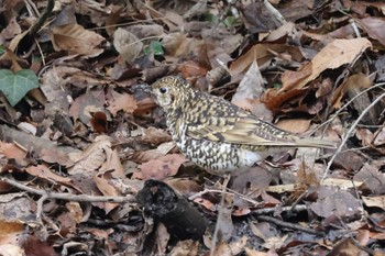 White's Thrush Kodomo Shizen Park Sun, 3/24/2024