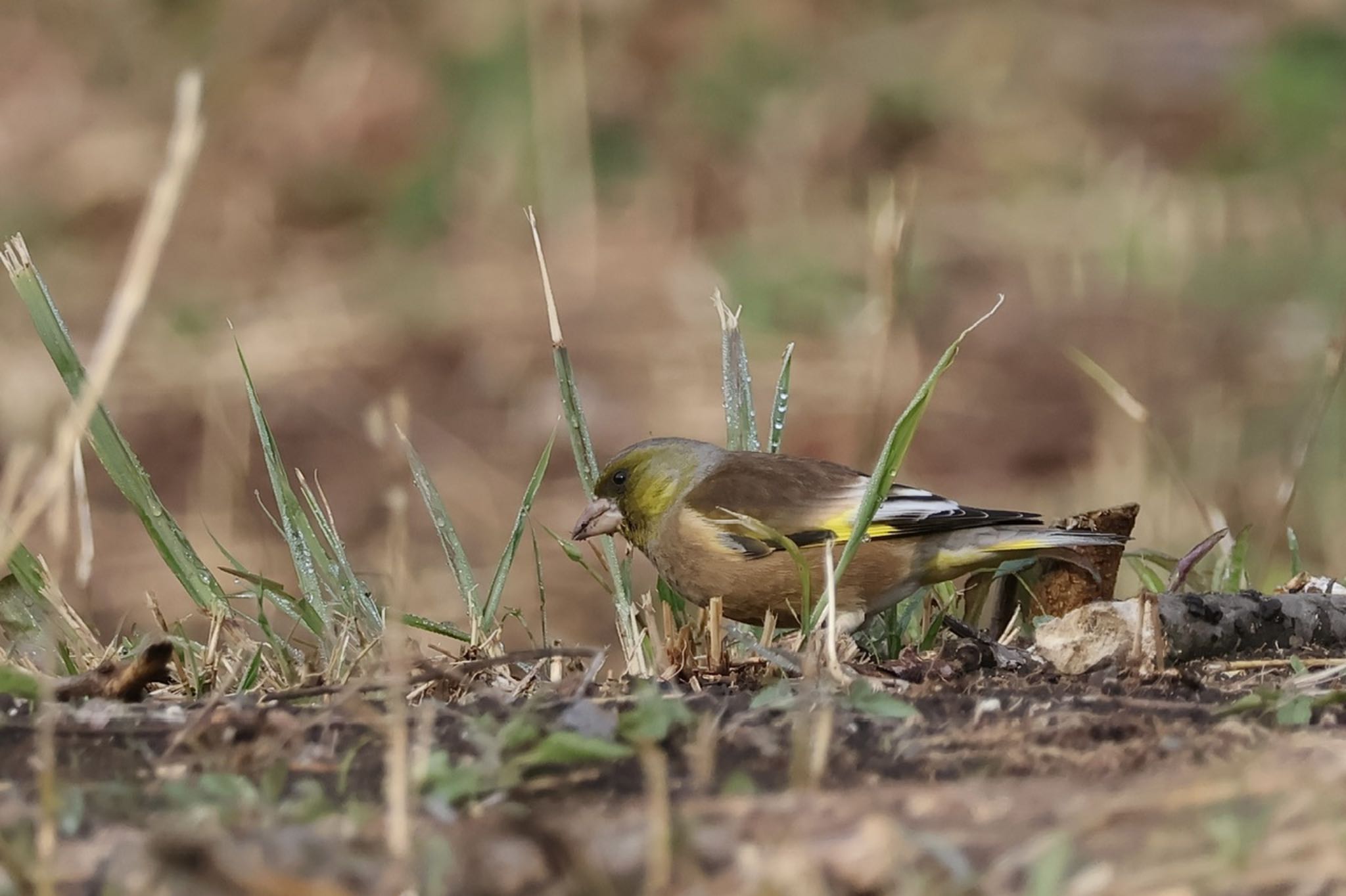 Photo of Grey-capped Greenfinch at Kodomo Shizen Park by ToriaTama