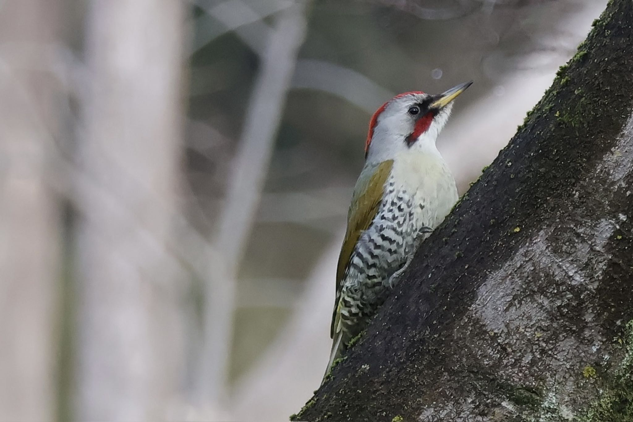 Japanese Green Woodpecker