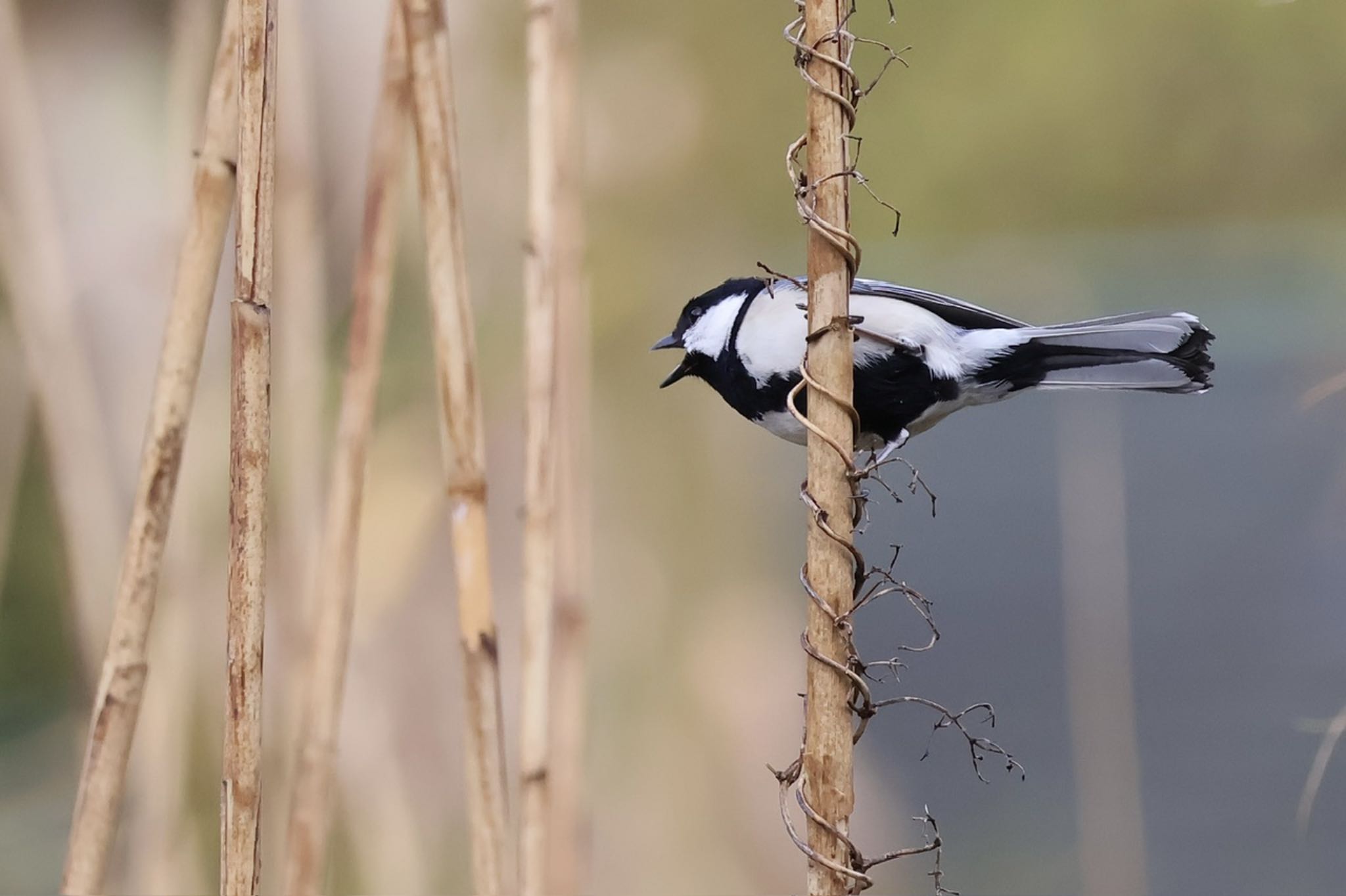 Japanese Tit