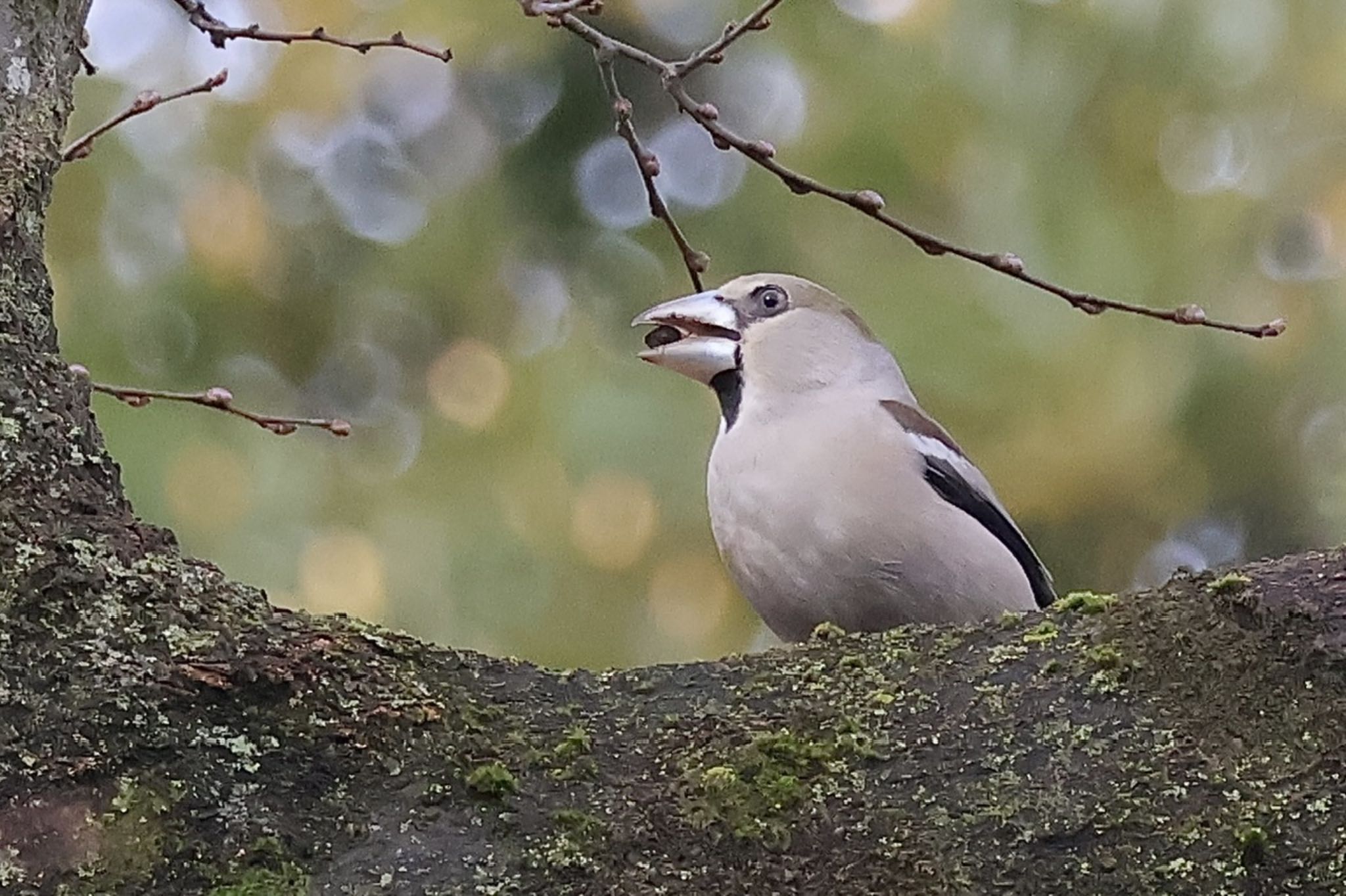 Photo of Hawfinch at Kodomo Shizen Park by ToriaTama