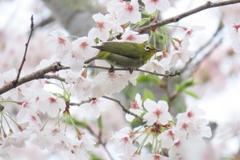 メジロ 城山公園(館山市) 2024年4月6日(土)