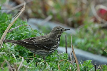 Water Pipit 横浜市 Mon, 1/22/2024