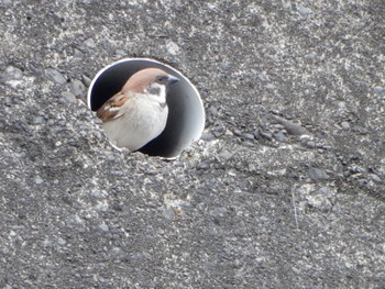 Eurasian Tree Sparrow 洋光台 Sat, 4/6/2024