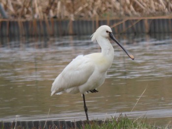 Eurasian Spoonbill Izunuma Wed, 4/3/2024