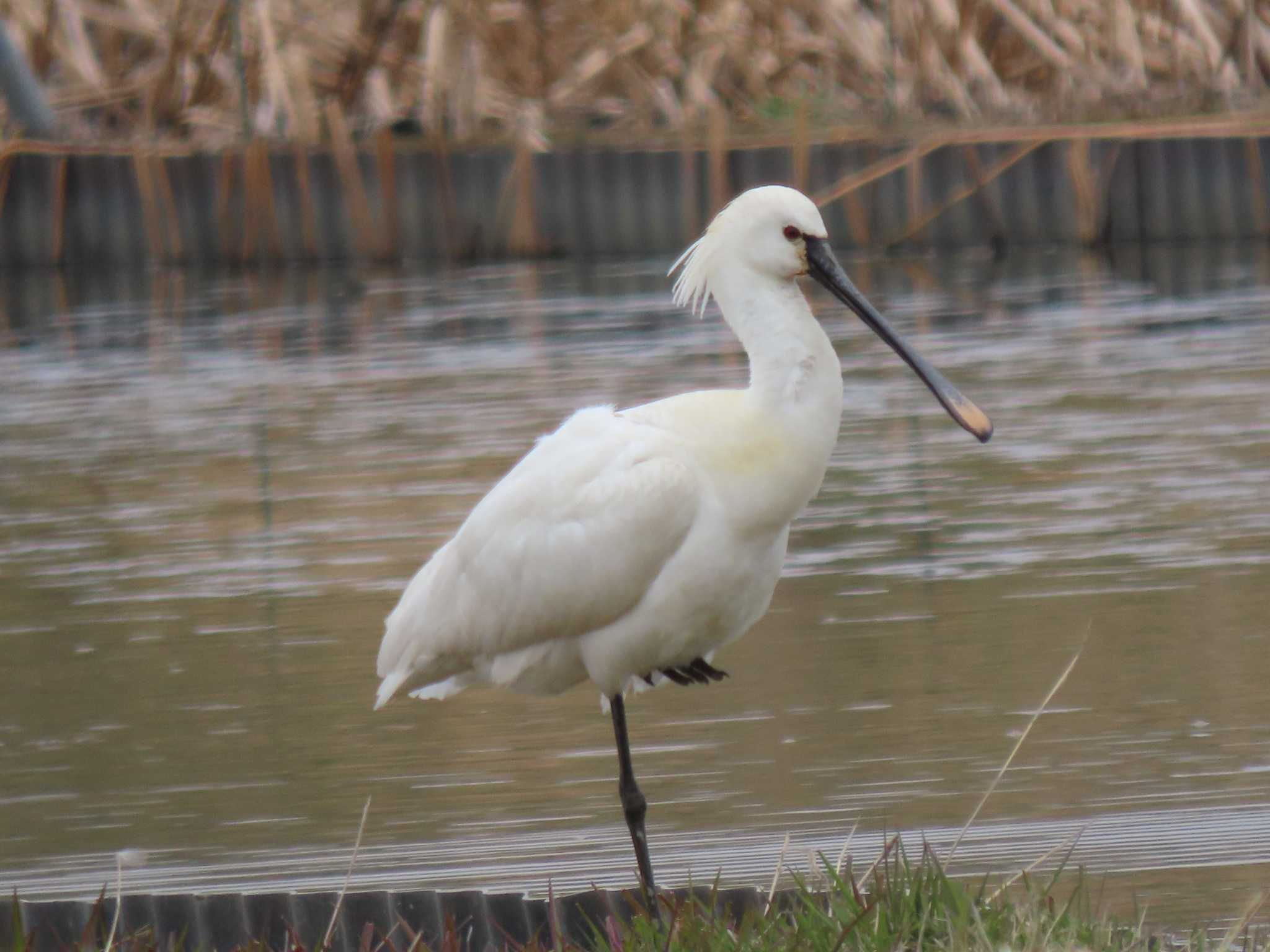 Eurasian Spoonbill