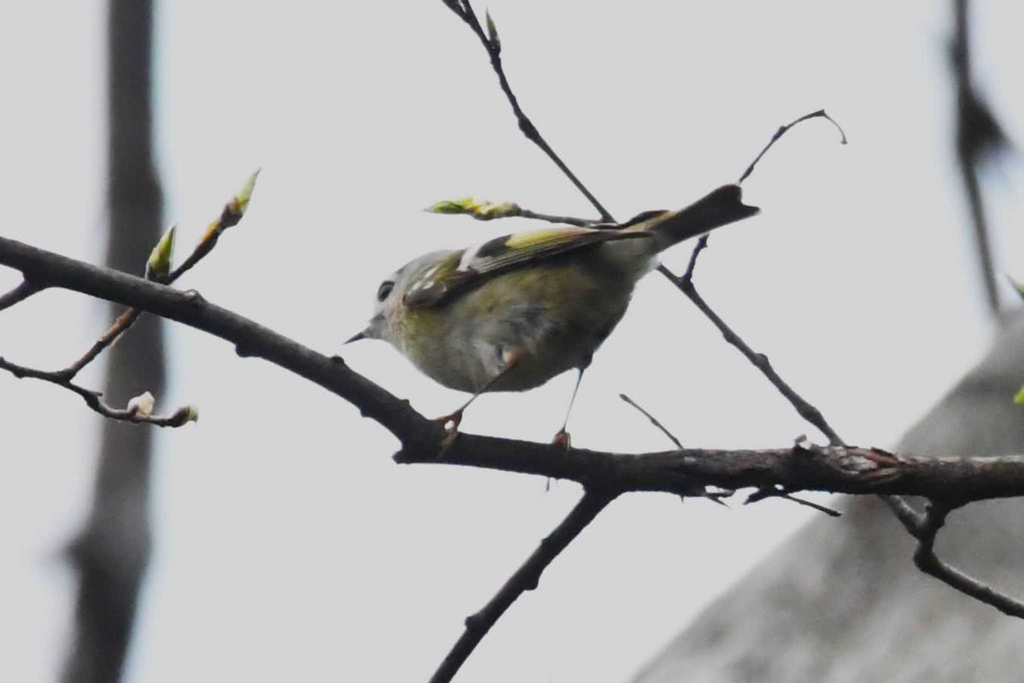 この公園で初めて見たので、イマイチの写真だけど記録として by こうきとさき