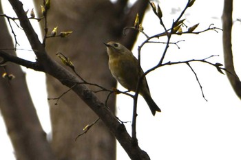 Goldcrest Hikarigaoka Park Sat, 4/6/2024