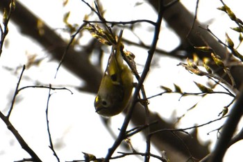 Goldcrest Hikarigaoka Park Sat, 4/6/2024