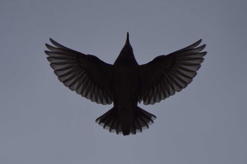 White-cheeked Starling ＭＦ Thu, 4/4/2024