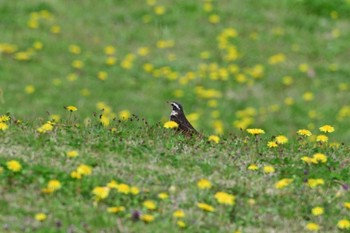 2024年4月5日(金) 馬見丘陵公園の野鳥観察記録