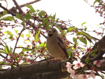 シメ 埼玉県東部 2017年4月16日(日)