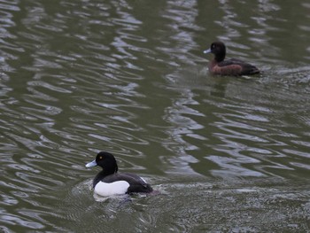 キンクロハジロ 別所沼公園(埼玉県) 2024年4月6日(土)