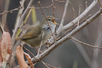 2024年3月24日(日) こども自然公園 (大池公園/横浜市)の野鳥観察記録