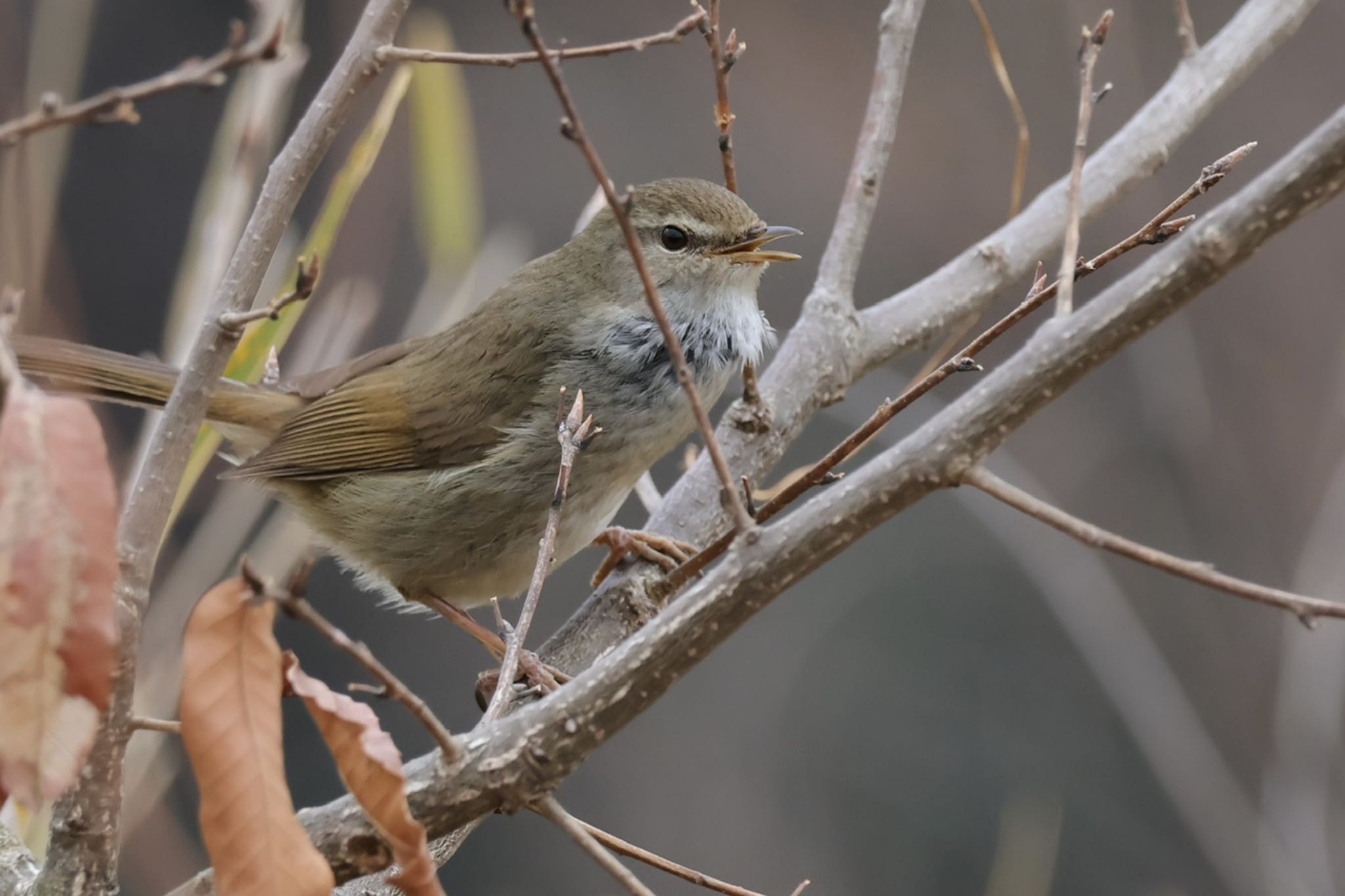 Japanese Bush Warbler