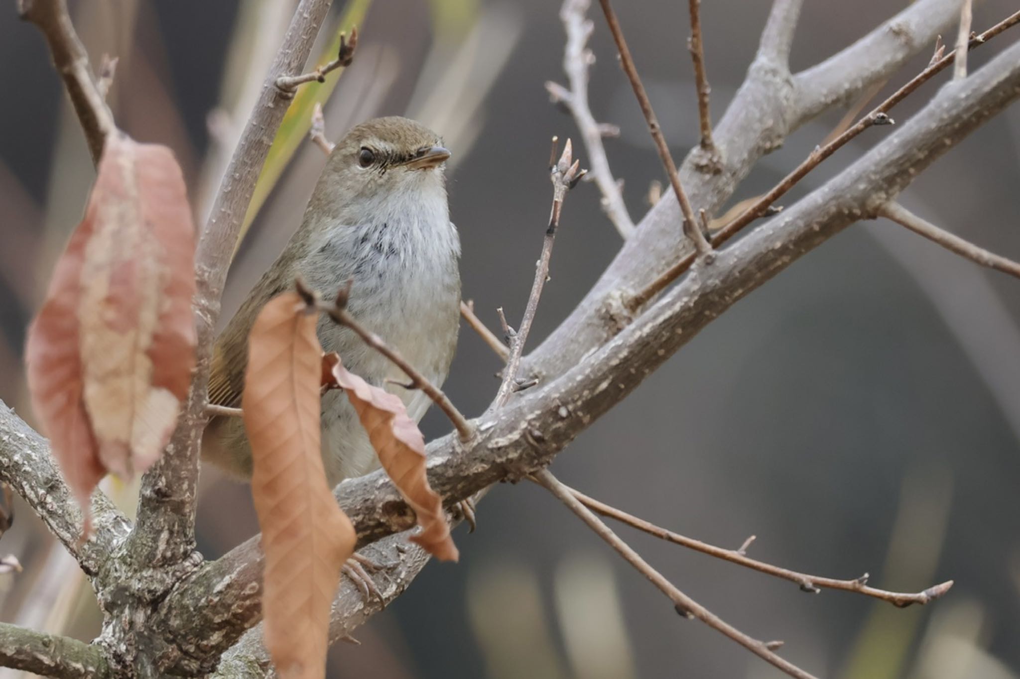 Japanese Bush Warbler