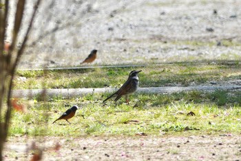 Dusky Thrush Unknown Spots Mon, 4/1/2024