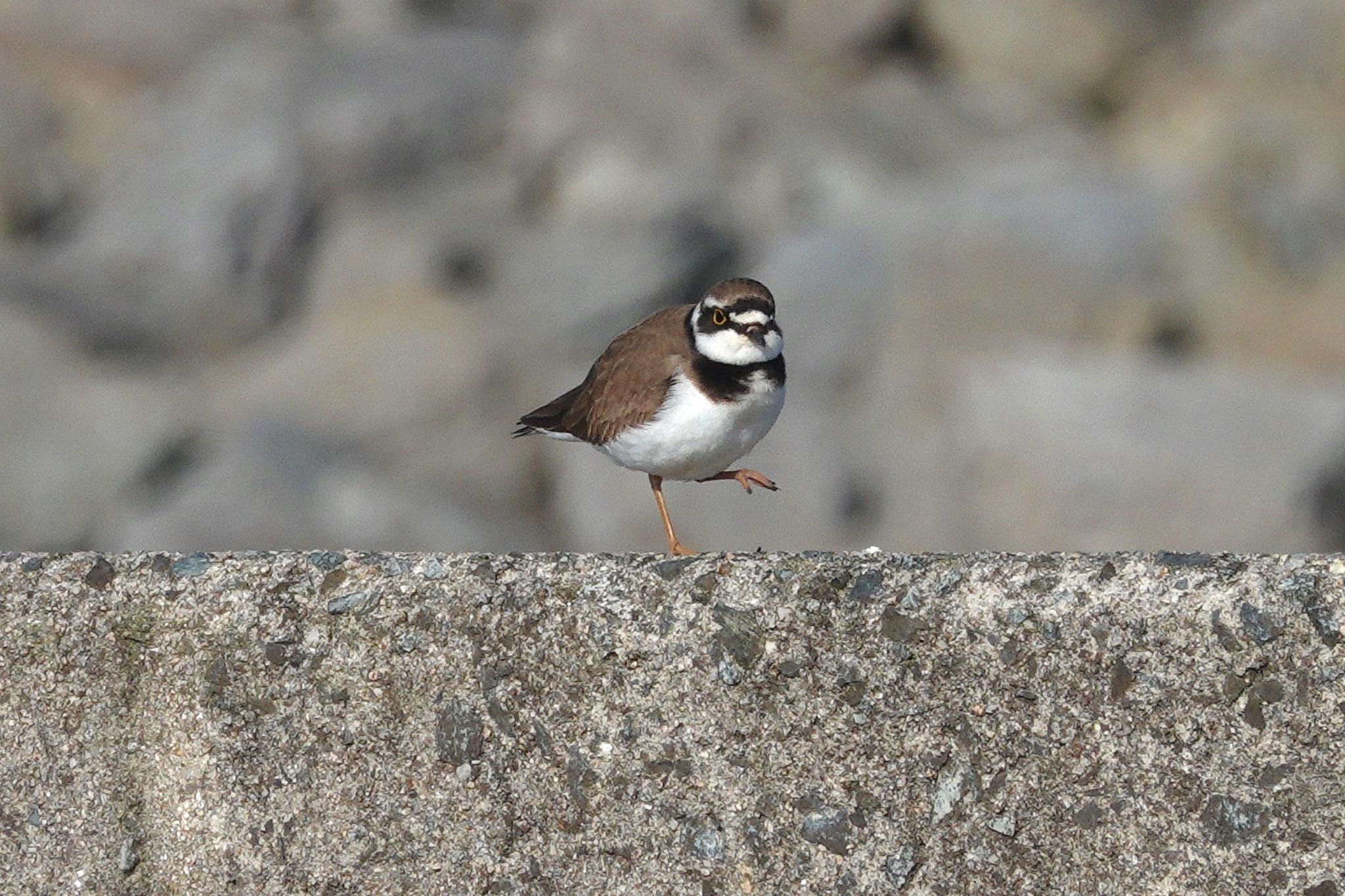 Photo of Little Ringed Plover at  by のどか