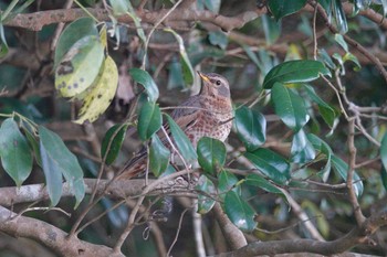 Naumann's Thrush Unknown Spots Mon, 4/1/2024