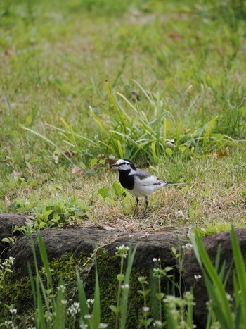 Sat, 4/6/2024 Birding report at Koishikawa Korakuen