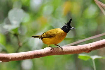 Black-capped Bulbul